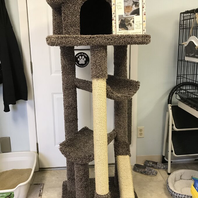 【Pet】66